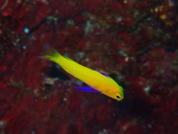 Golden Fairy Basslet - photo by Dr. Christy Semmens