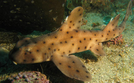 Horn Shark