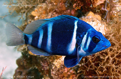 Indigo Hamlet - photo by Carlos Estape