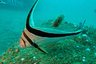 Jackknifefish