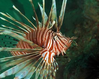 Lionfish - photo by Carol Cox