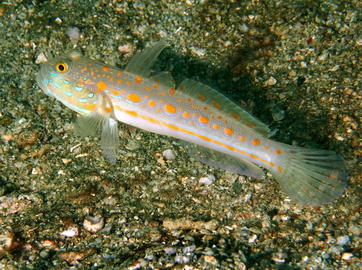 Orange Dashed Goby - photo by Florent Charpin