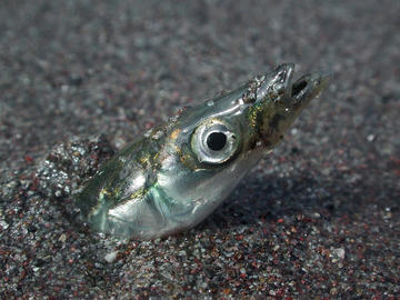 Pacific Sand Lance - photo by Mandy Lindeberg