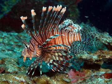 Invasive Red Lionfish