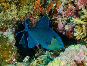 Redtooth Triggerfish - photo by Jeff Haines