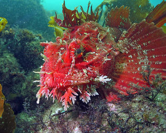 Sea Raven