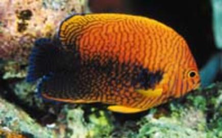 Potter's Angelfish