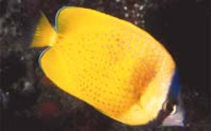 Blacklip Butterflyfish