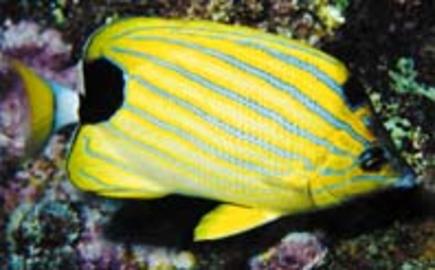 Bluestripe Butterflyfish