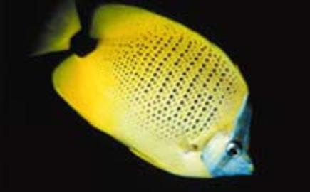 Milletseed Butterflyfish