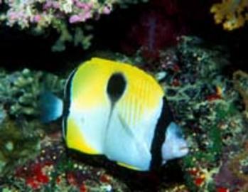 Teardrop Butterflyfish