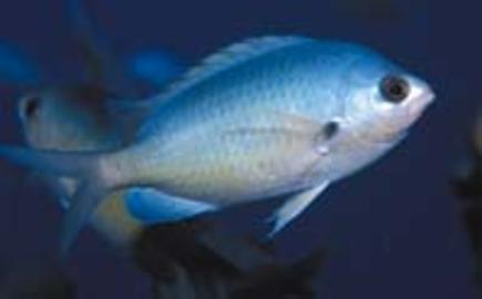Oval Chromis