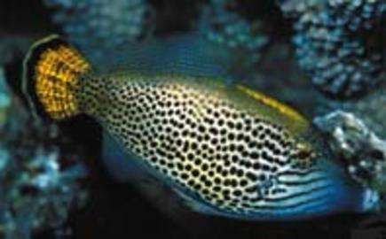 Fantail Filefish