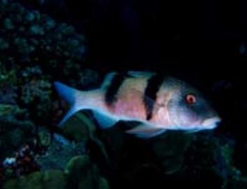 Island (Doublebar) Goatfish