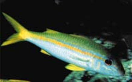Yellowfin Goatfish