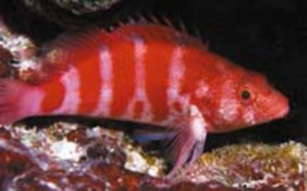 Redbarred Hawkfish