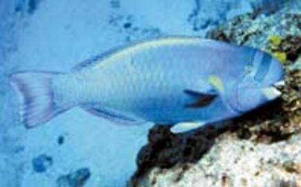 Spectacled Parrotfish