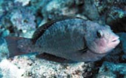 Stareye Parrotfish