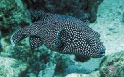 Spotted Puffer