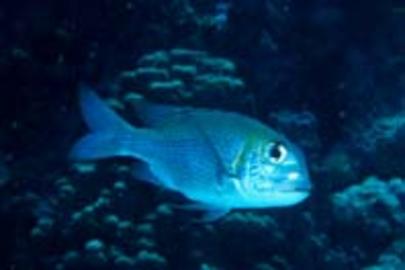Bigeye Emperor Bigeye Emperor