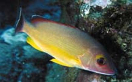 Blacktail Snapper