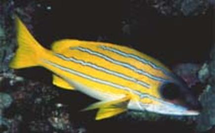 Bluestripe Snapper