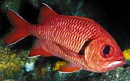 Bigscale Soldierfish