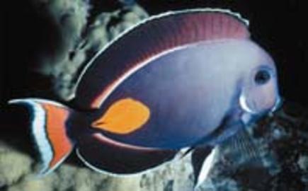 Achilles Tang
