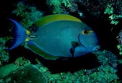 Eyestripe Surgeonfish