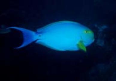 Yellowfin Surgeonfish