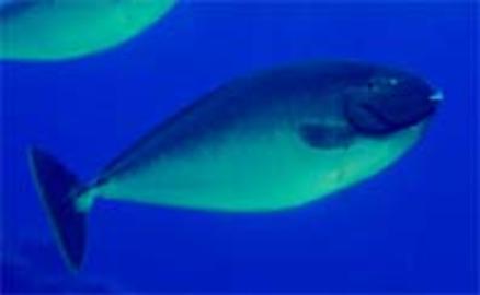 Sleek Unicornfish