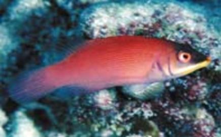 Disappearing Wrasse