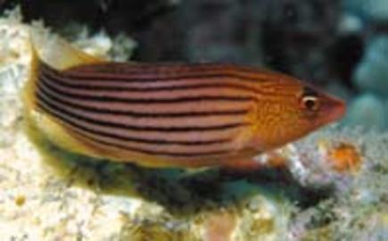 Eightstripe Wrasse