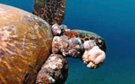 Green Sea Turtle w/ FP