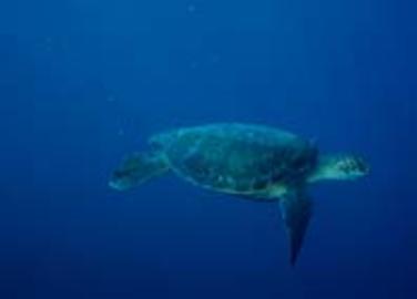 Green Sea Turtle Green Sea Turtle