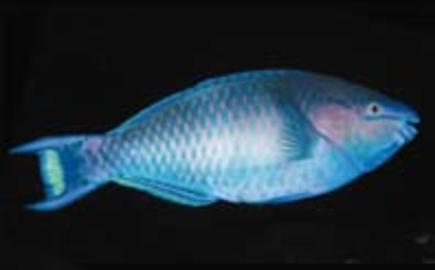 Regal Parrotfish