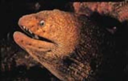 California Moray