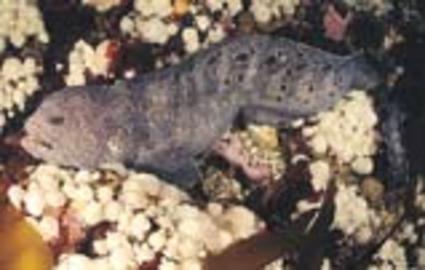 Wolf-Eel