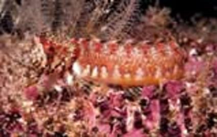 Mosshead Warbonnet