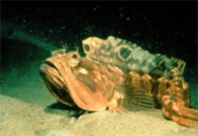 Sarcastic Fringehead