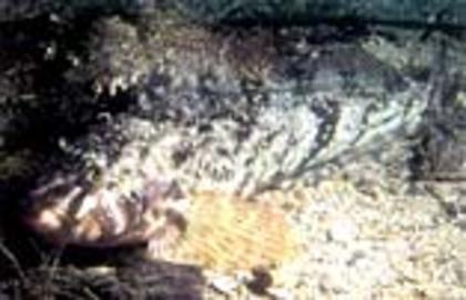 Whitespotted Greenling