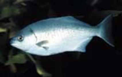 Halfmoon