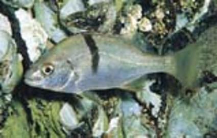 Sargo