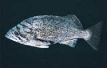 Blue Rockfish - generic ID