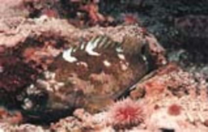 Gopher Rockfish