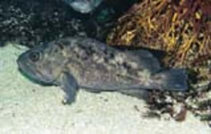 Grass Rockfish