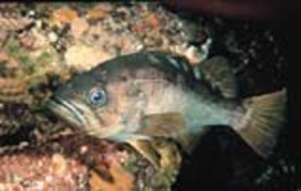 Olive Rockfish