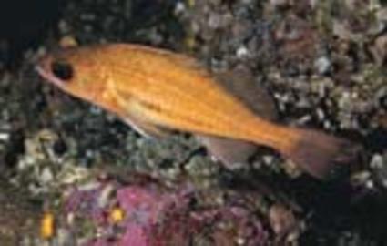Puget Sound Rockfish