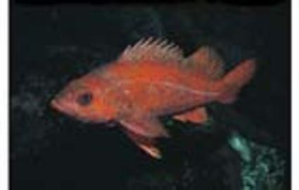 Vermilion Rockfish
