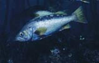 Yellowtail Rockfish